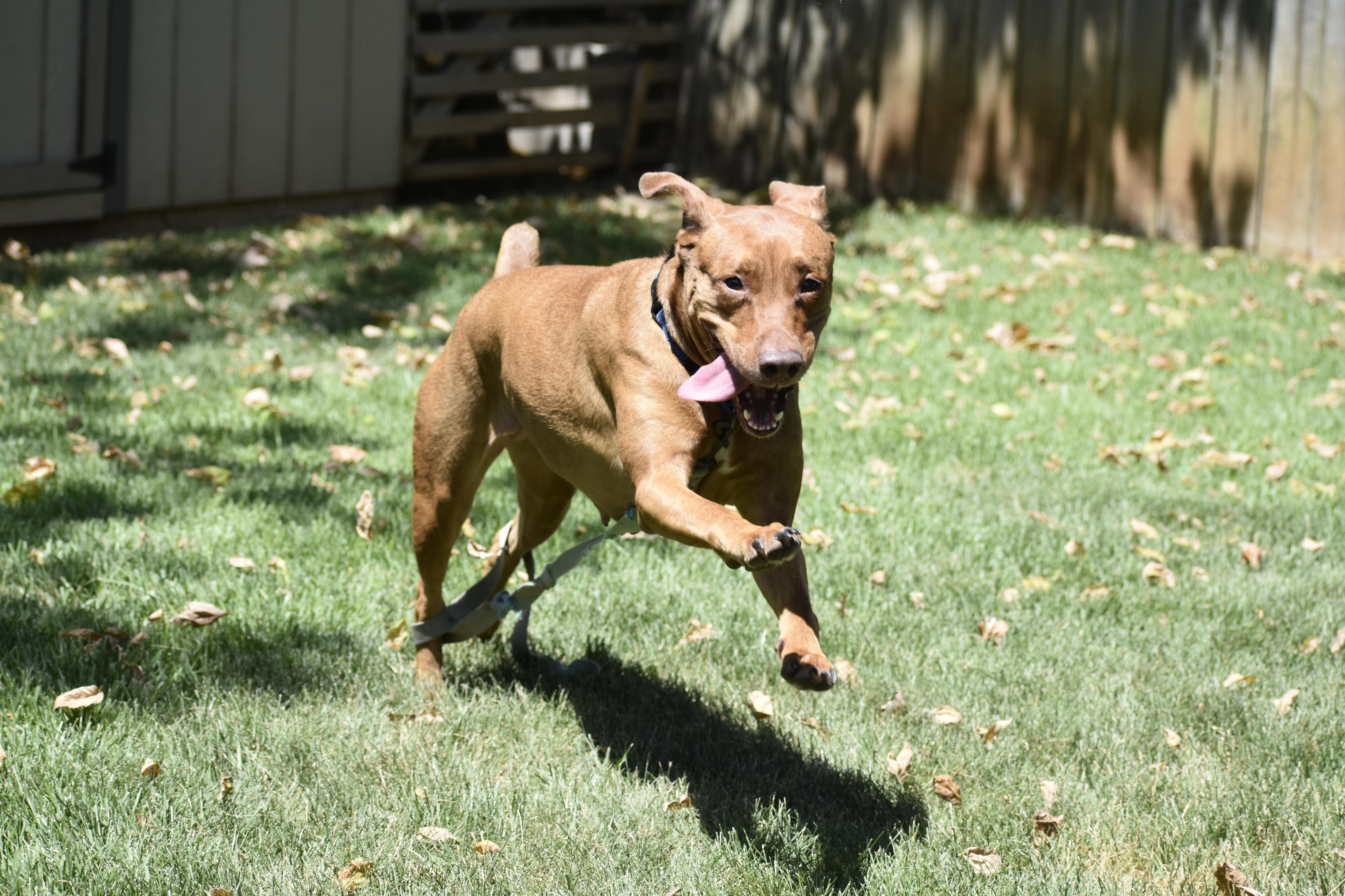 Bella, Adoptable, Adult Female Pit Bull Terrier & Cattle Dog.