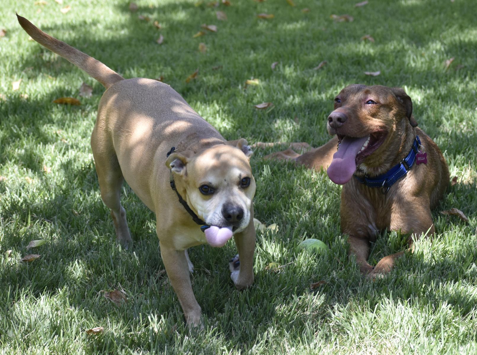 Enlarge Bella, a Adoptable mixed breed in Georgetown, TX image 5/6