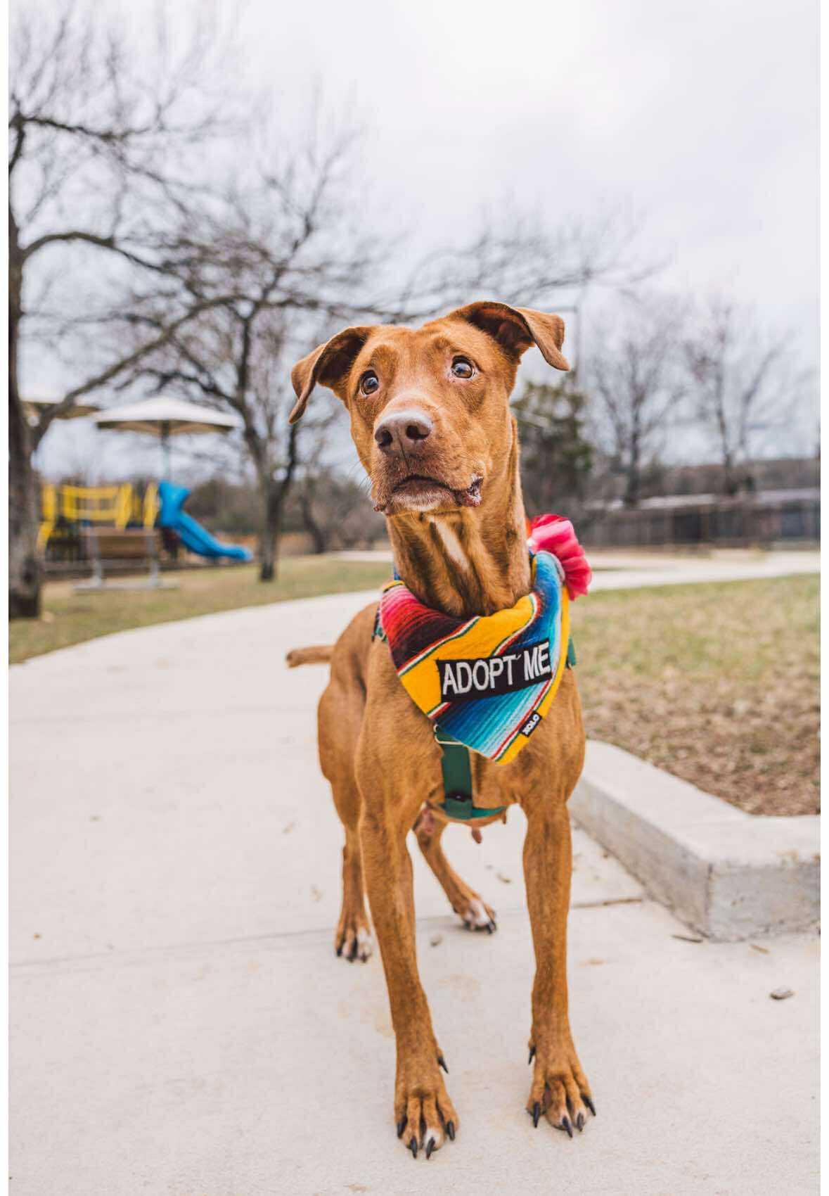 Bella, a Adoptable mixed breed in Georgetown, TX image 3/5