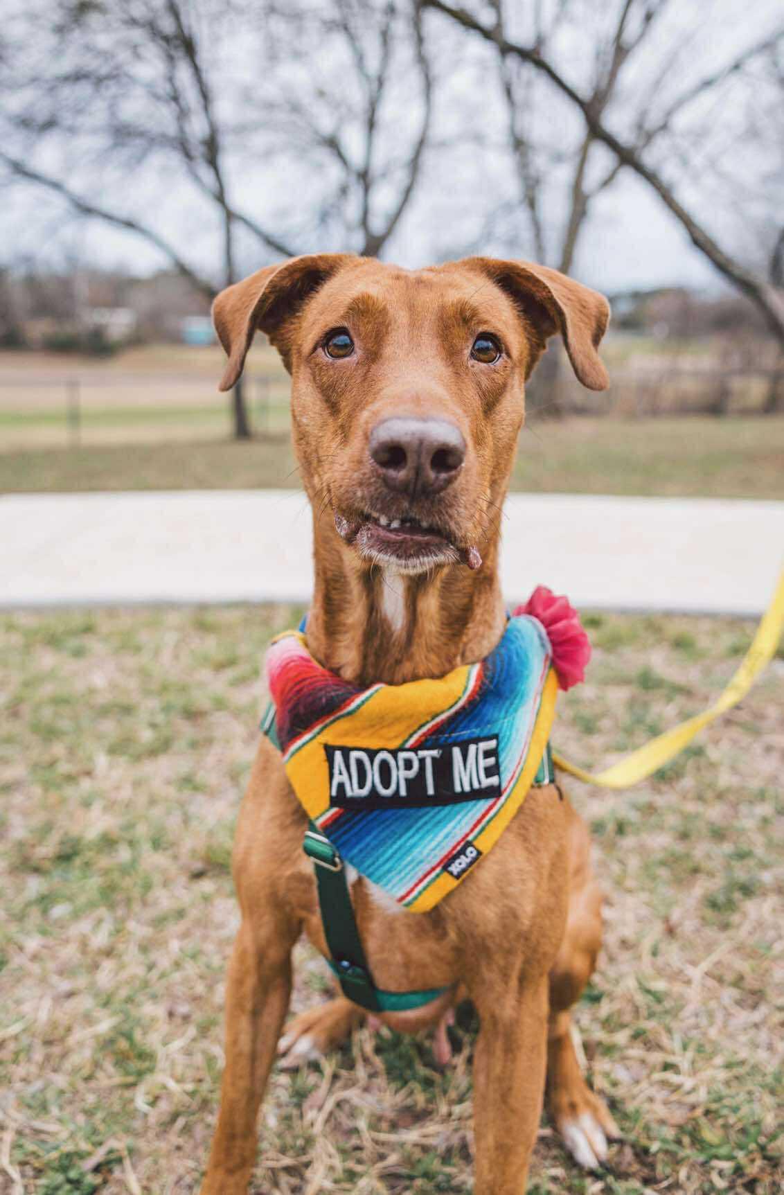 Bella, a Adoptable mixed breed in Georgetown, TX image 1/5