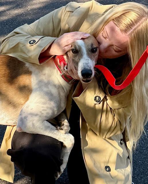 Clover, a Adoptable Greyhound in New Hope, PA image 2/4