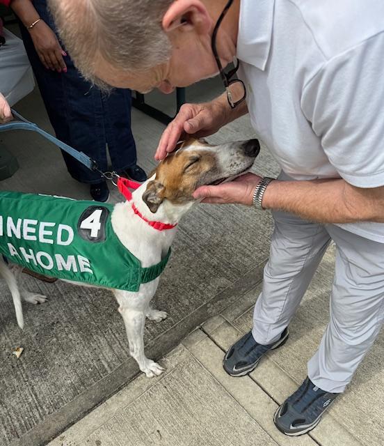 Clover, Adoptable, Adult Female Greyhound.