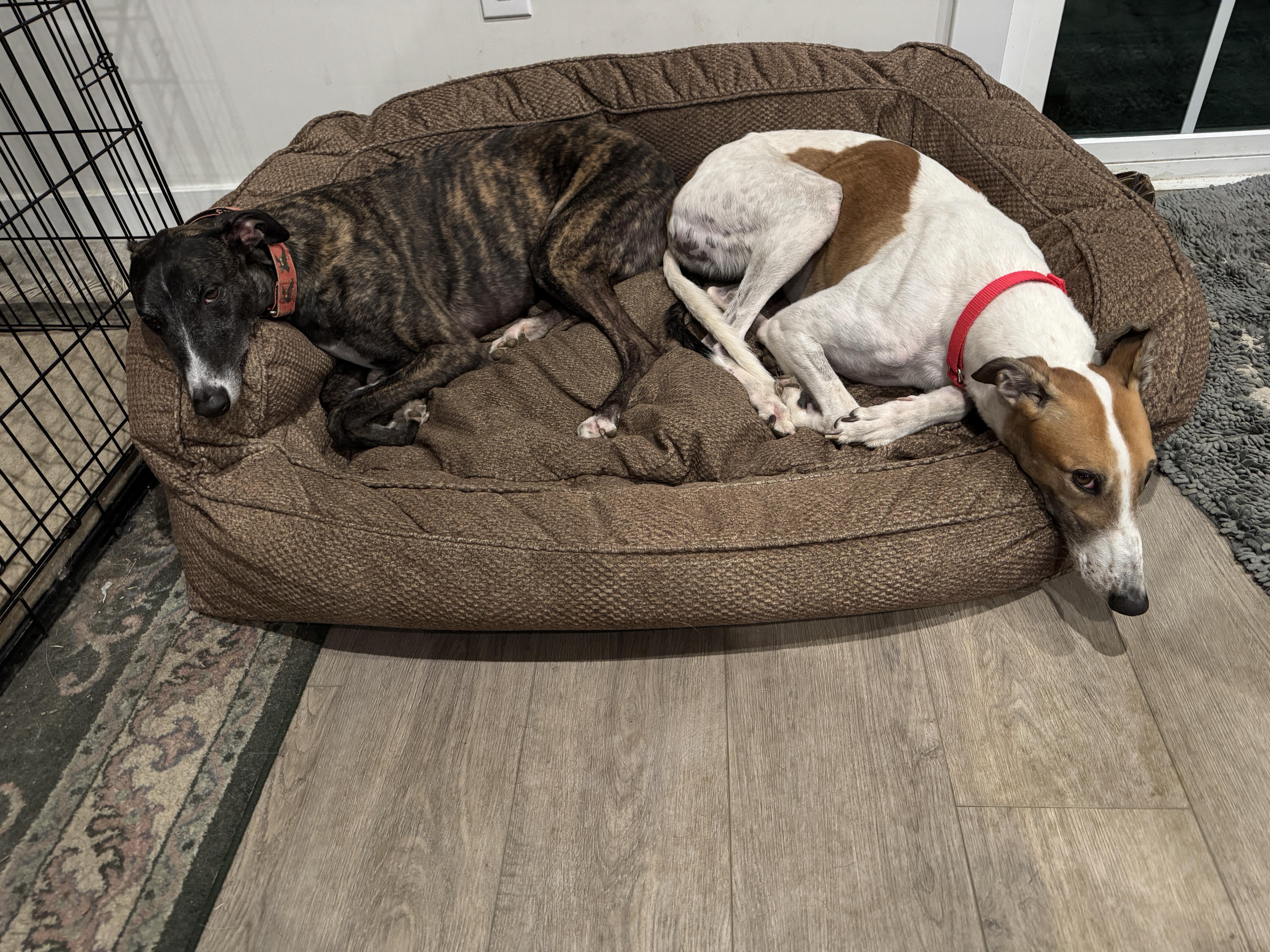 Clover, a Adoptable Greyhound in New Hope, PA image 4/4