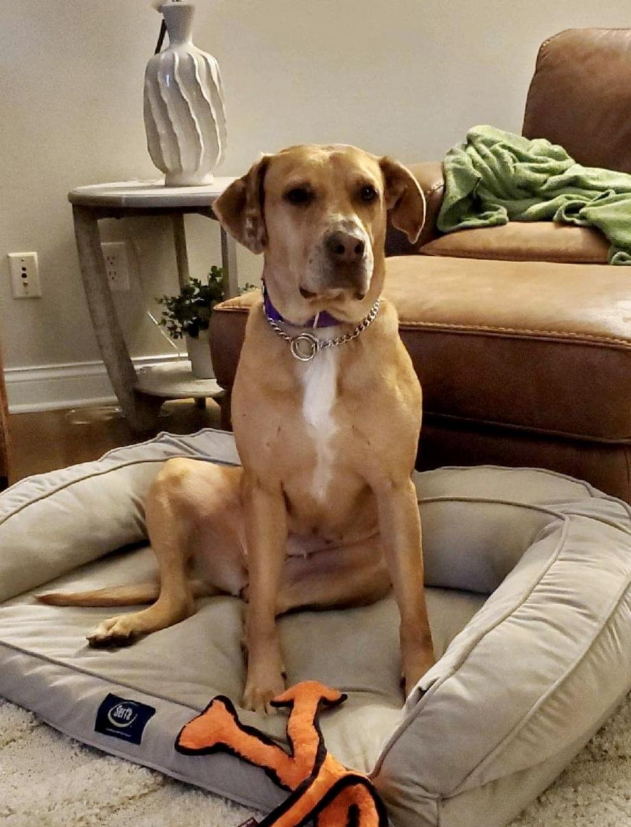 Rosie, Adoptable, Adult Female Rhodesian Ridgeback & Pointer.