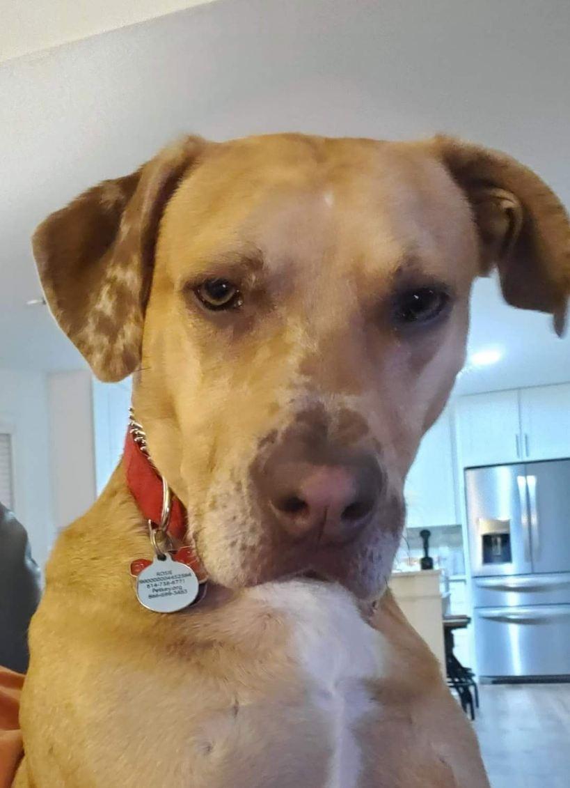 Enlarge Rosie, a Adoptable mixed breed in Plain City, OH image 2/6