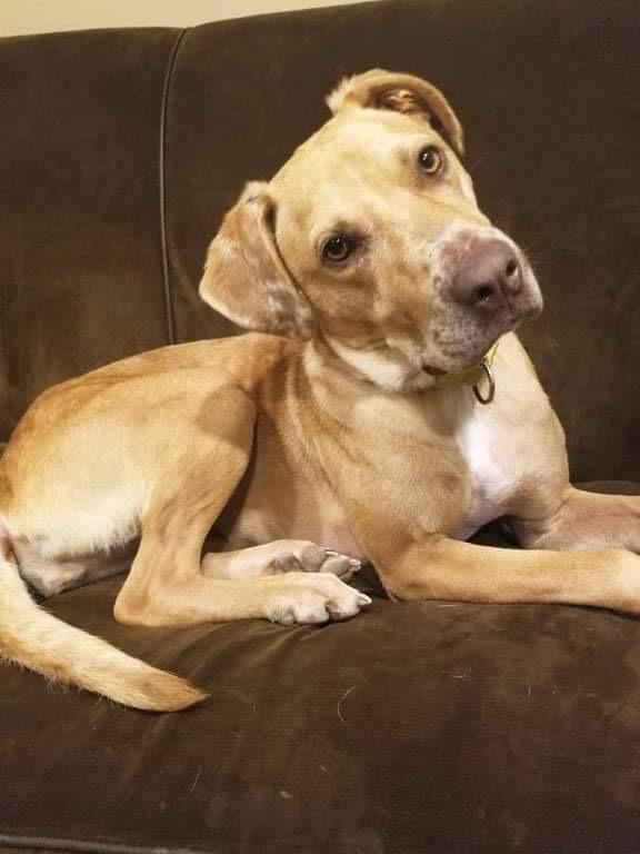 Enlarge Rosie, a Adoptable mixed breed in Plain City, OH image 3/6