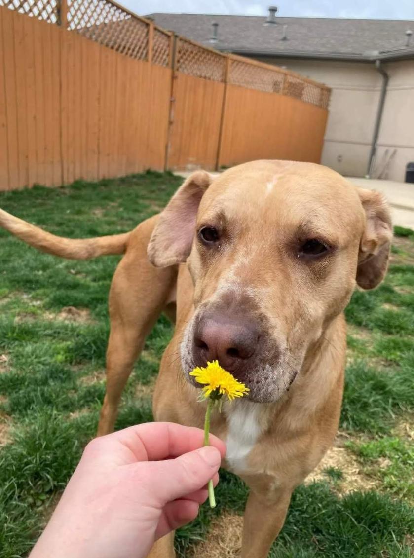 Enlarge Rosie, a Adoptable mixed breed in Plain City, OH image 4/6