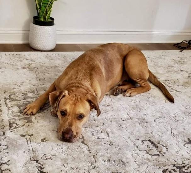 Enlarge Rosie, a Adoptable mixed breed in Plain City, OH image 5/6