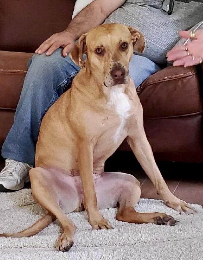 Enlarge Rosie, a Adoptable mixed breed in Plain City, OH image 6/6