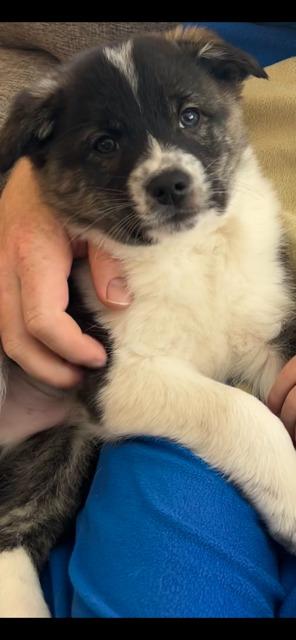 DINO, Adoptable, Puppy Male American Eskimo Dog & Australian Cattle Dog / Blue Heeler.