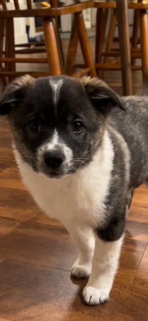 DINO, a Adoptable mixed breed in Newaygo, MI image 2/4