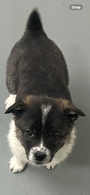 DINO, a Adoptable mixed breed in Newaygo, MI image 3/4