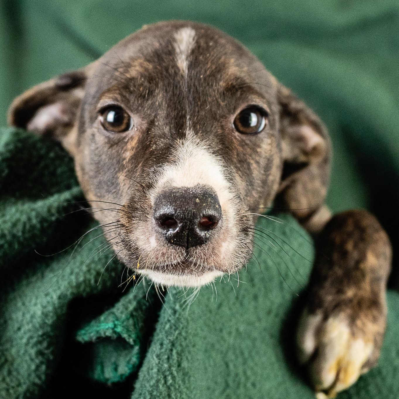 Layla, an adoptable mixed breed in Minneapolis, MN image 4/4