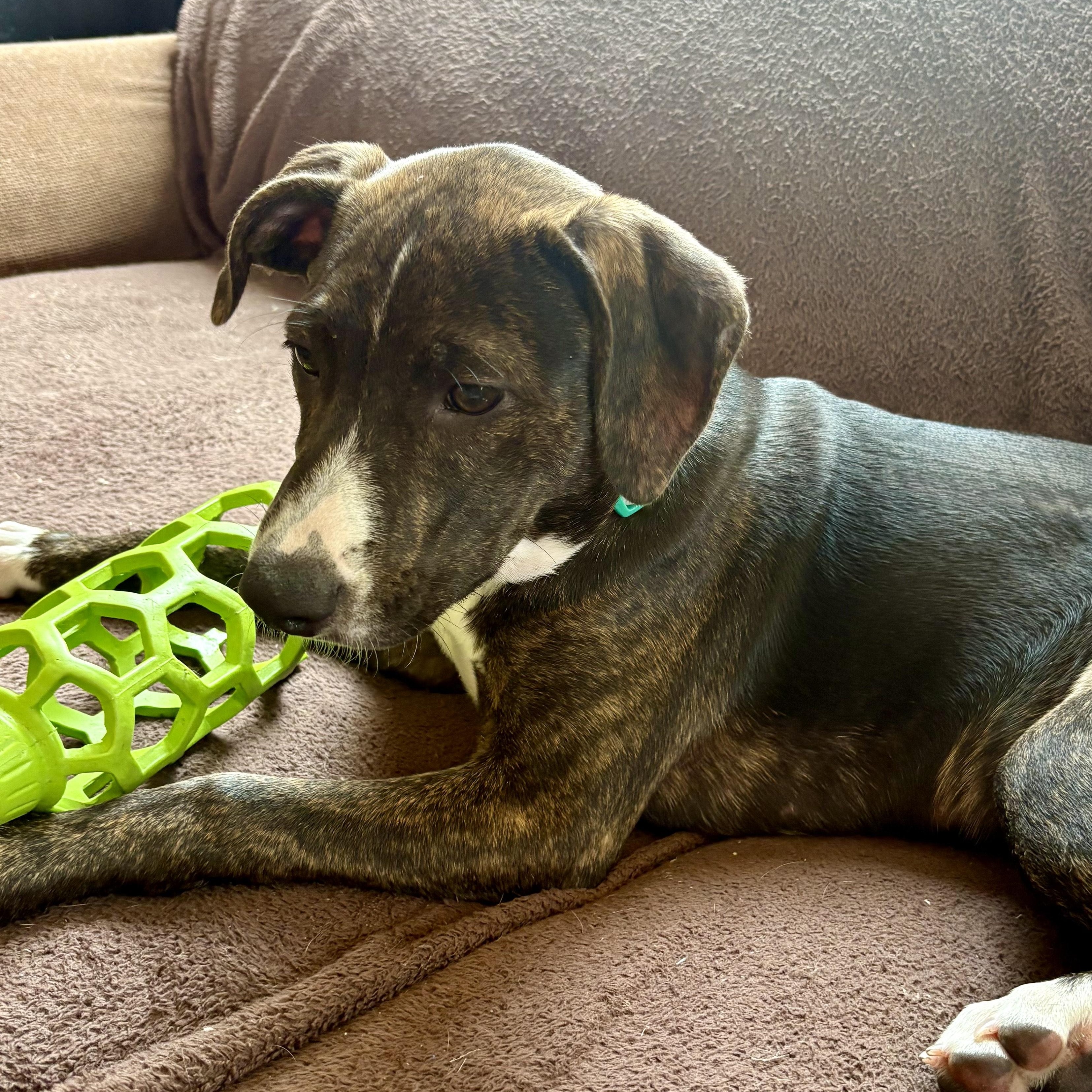 Enlarge Layla, an adoptable mixed breed in Minneapolis, MN image 3/6