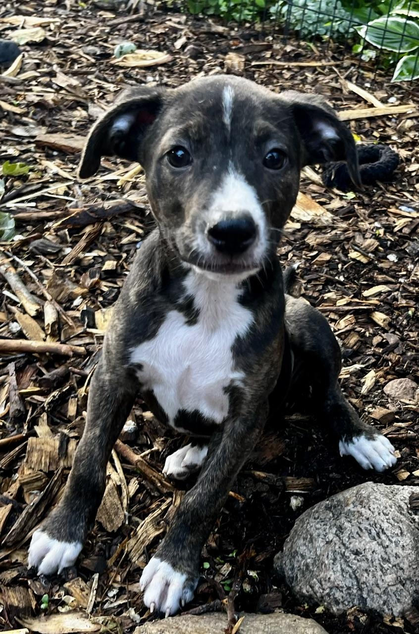 Layla, adoptable, Puppy Female Retriever & Hound.