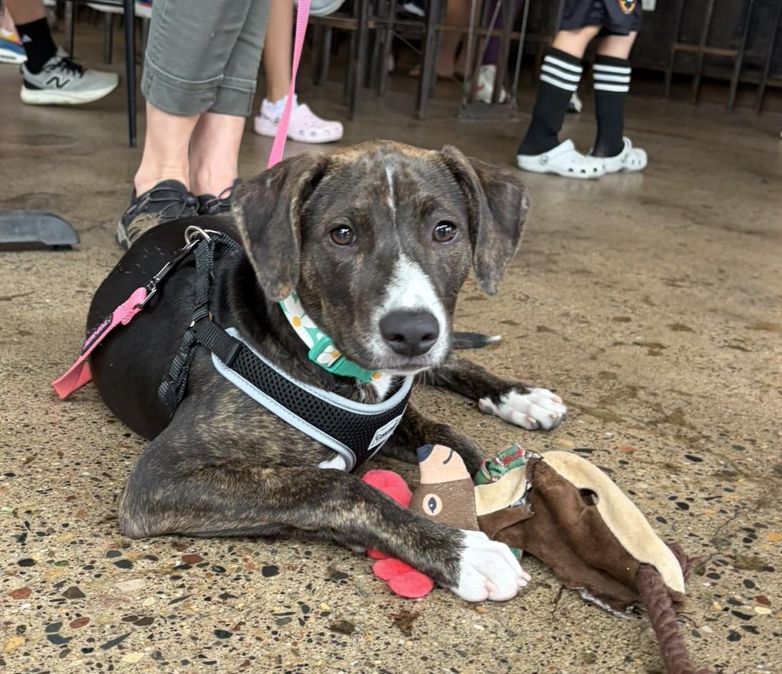 Enlarge Layla, an adoptable mixed breed in Minneapolis, MN image 2/6