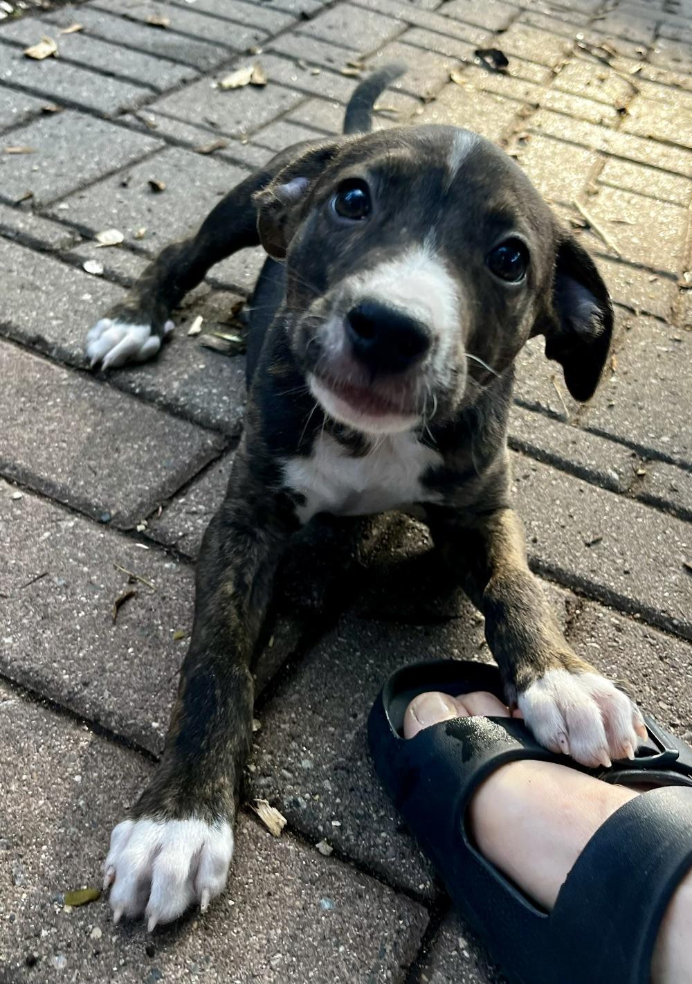 Layla, an adoptable mixed breed in Minneapolis, MN image 2/4