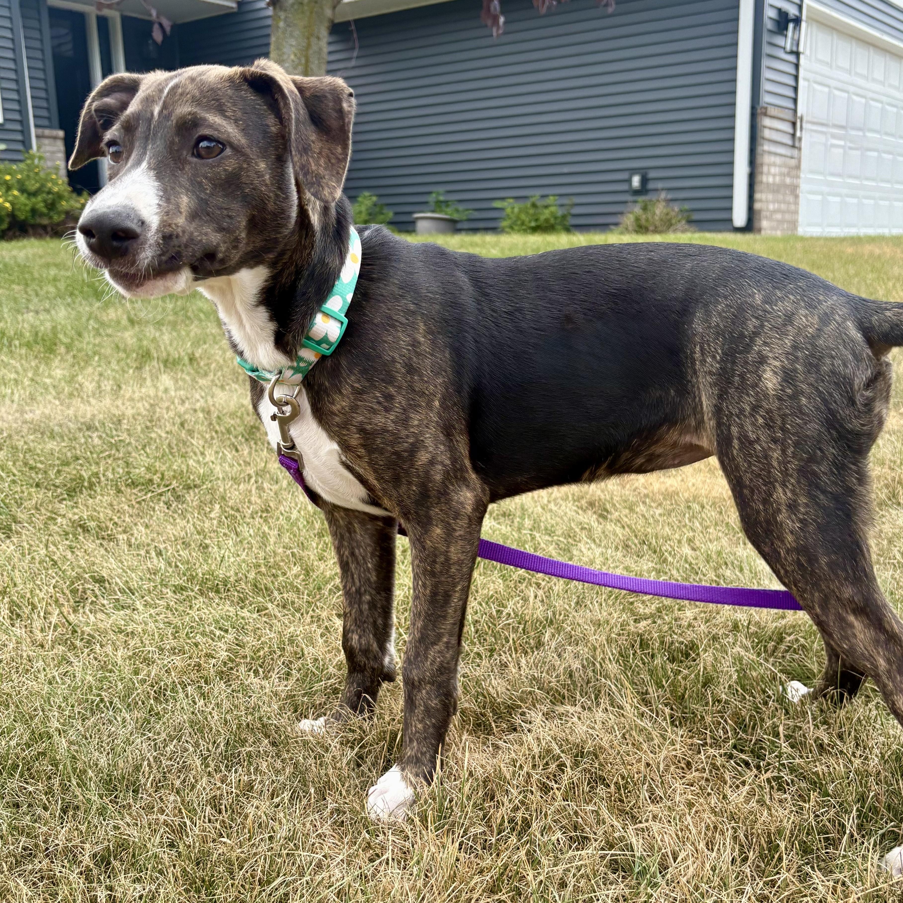 Enlarge Layla, an adoptable mixed breed in Minneapolis, MN image 4/6