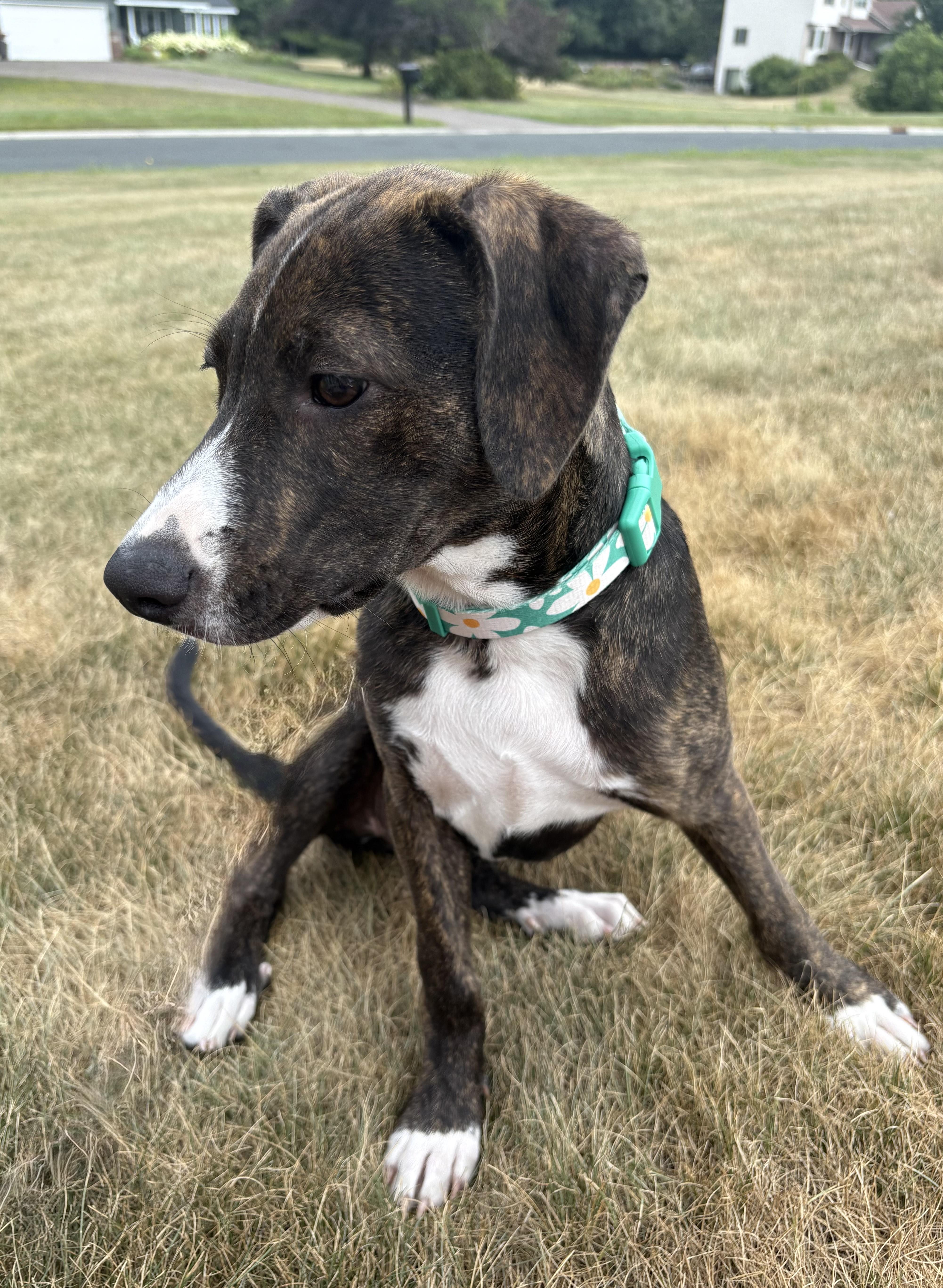 Enlarge Layla, an adoptable mixed breed in Minneapolis, MN image 5/6