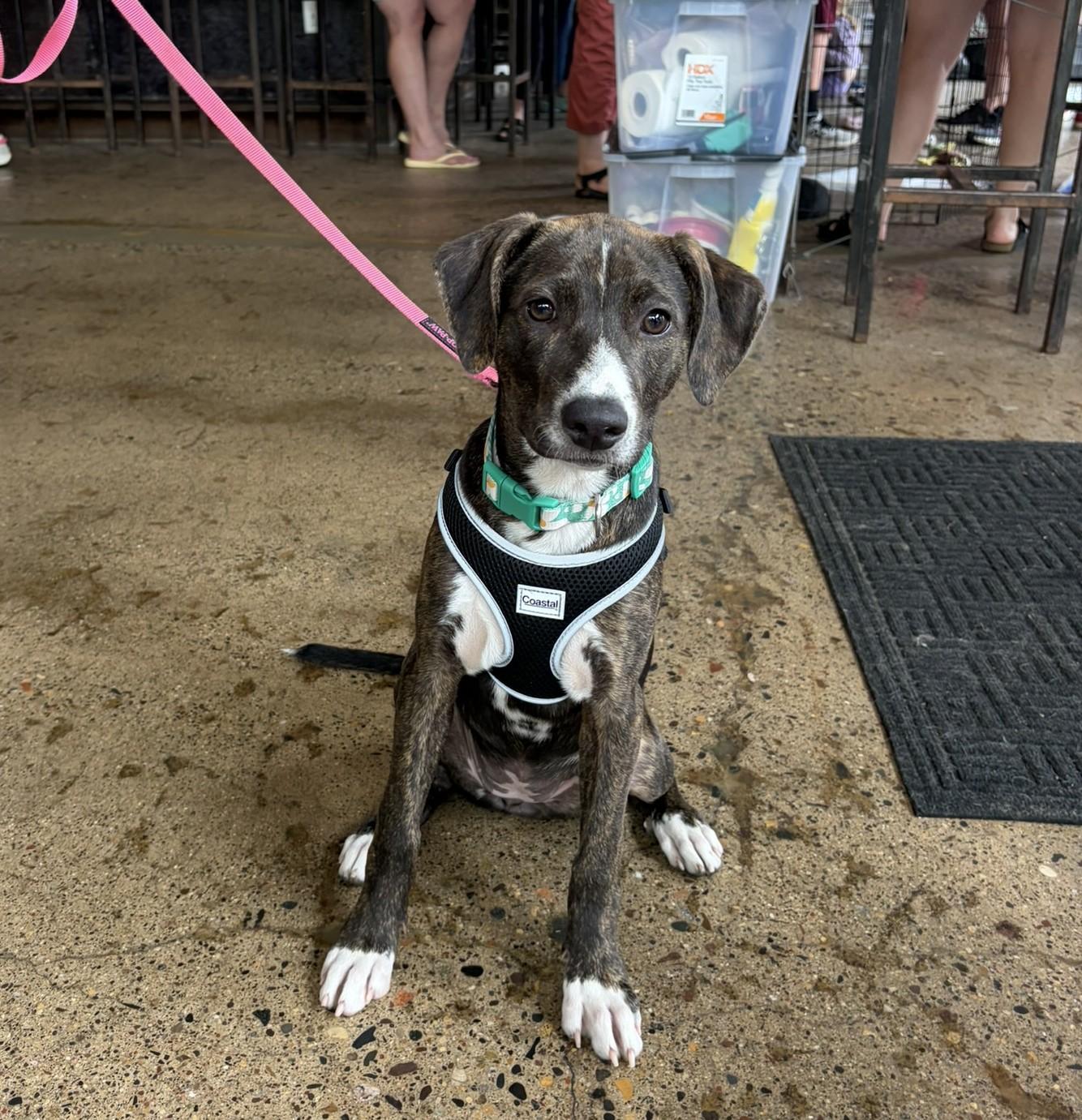 Layla, adoptable, Puppy Female Retriever & Hound.
