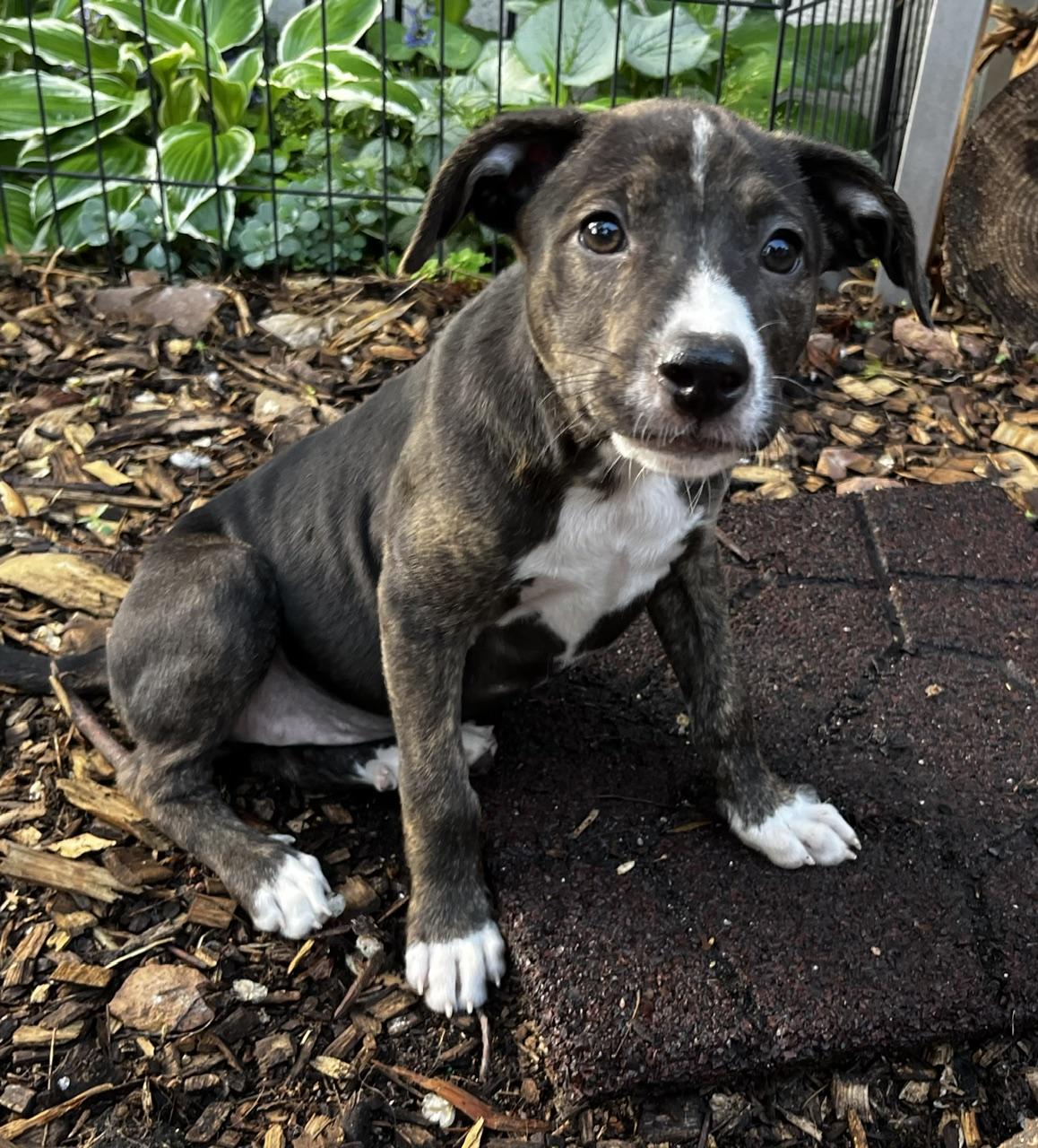 Layla, an adoptable mixed breed in Minneapolis, MN image 3/4