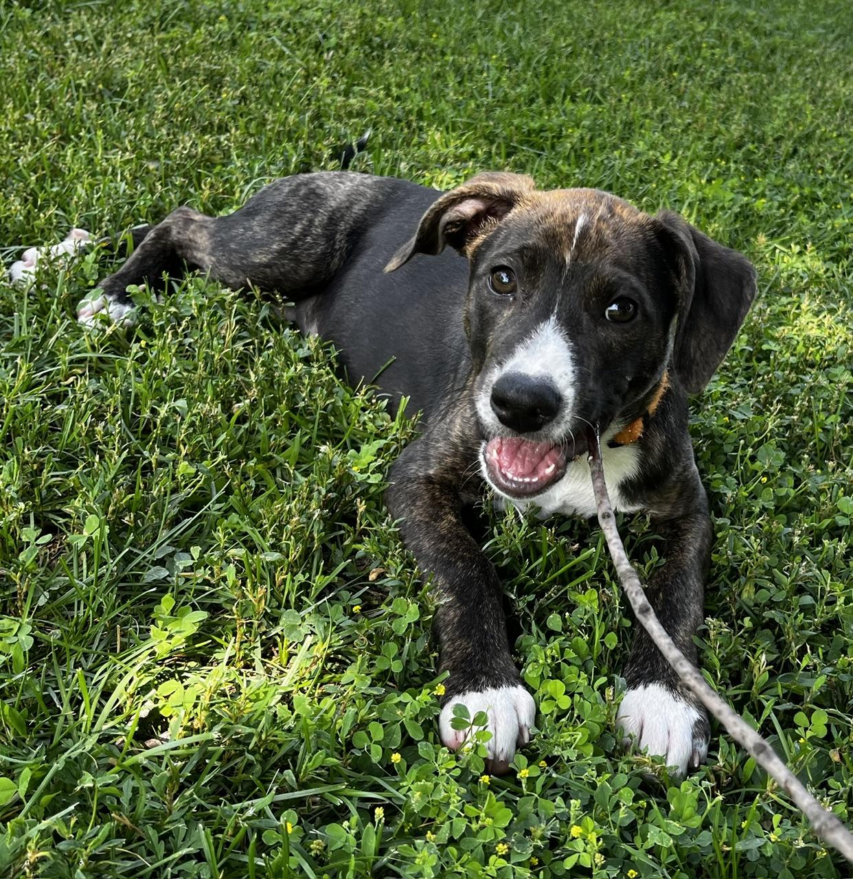 Layla, adoptable, Puppy Female Retriever & Hound.