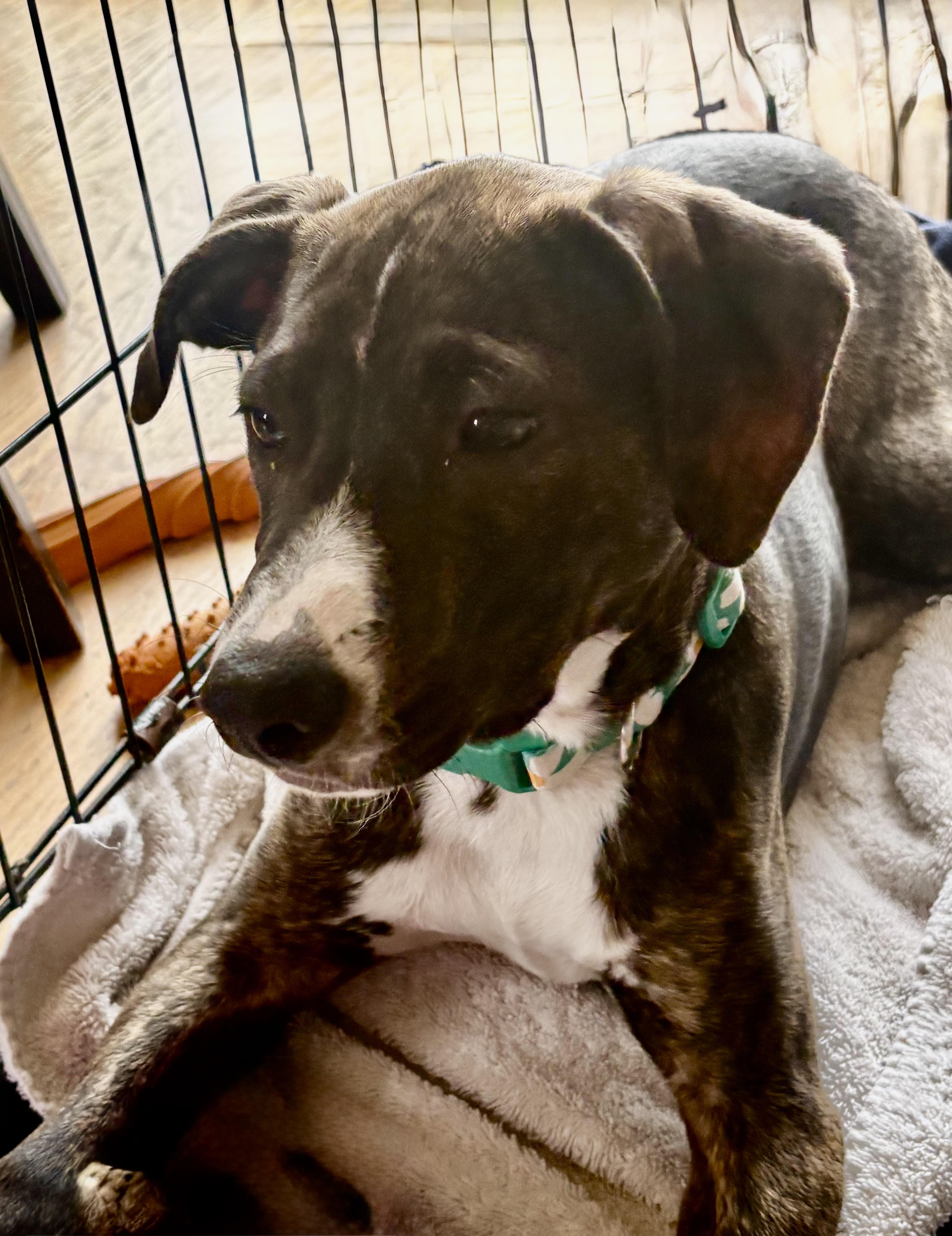 Enlarge Layla, an adoptable mixed breed in Minneapolis, MN image 6/6