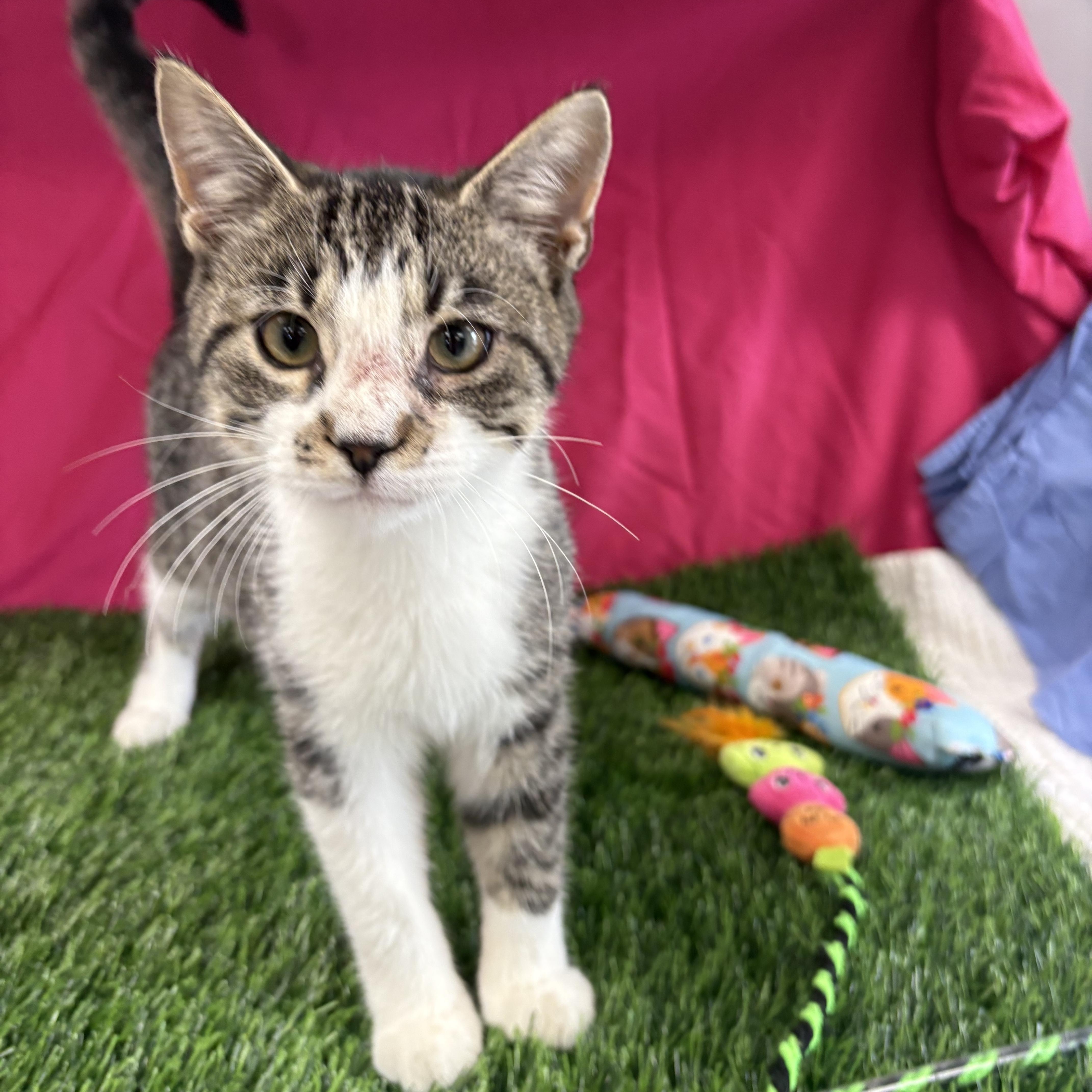 Enlarge Kevin, an adoptable Domestic Short Hair in Bardstown, KY image 4/4