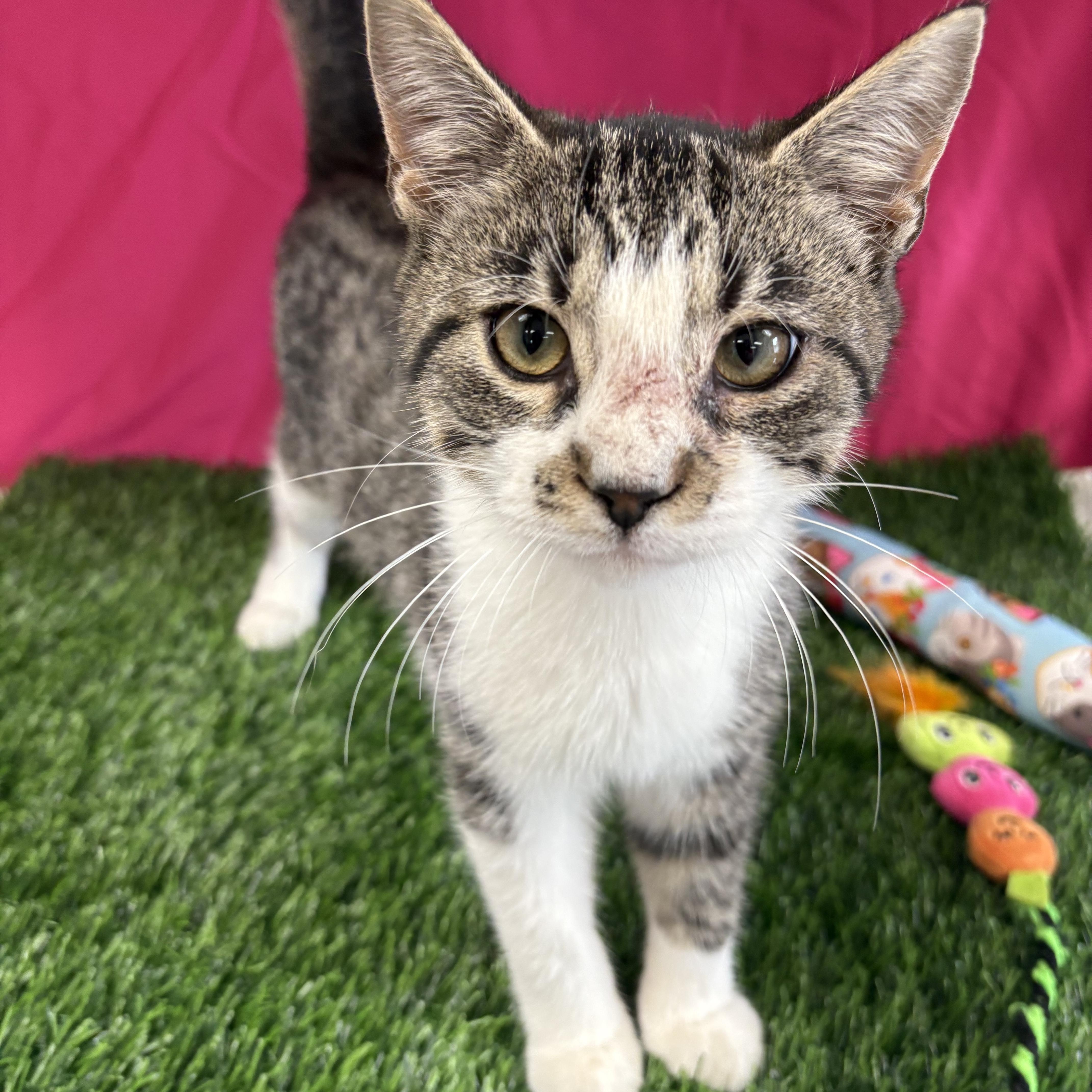 Kevin, adoptable, Young Male Domestic Short Hair.