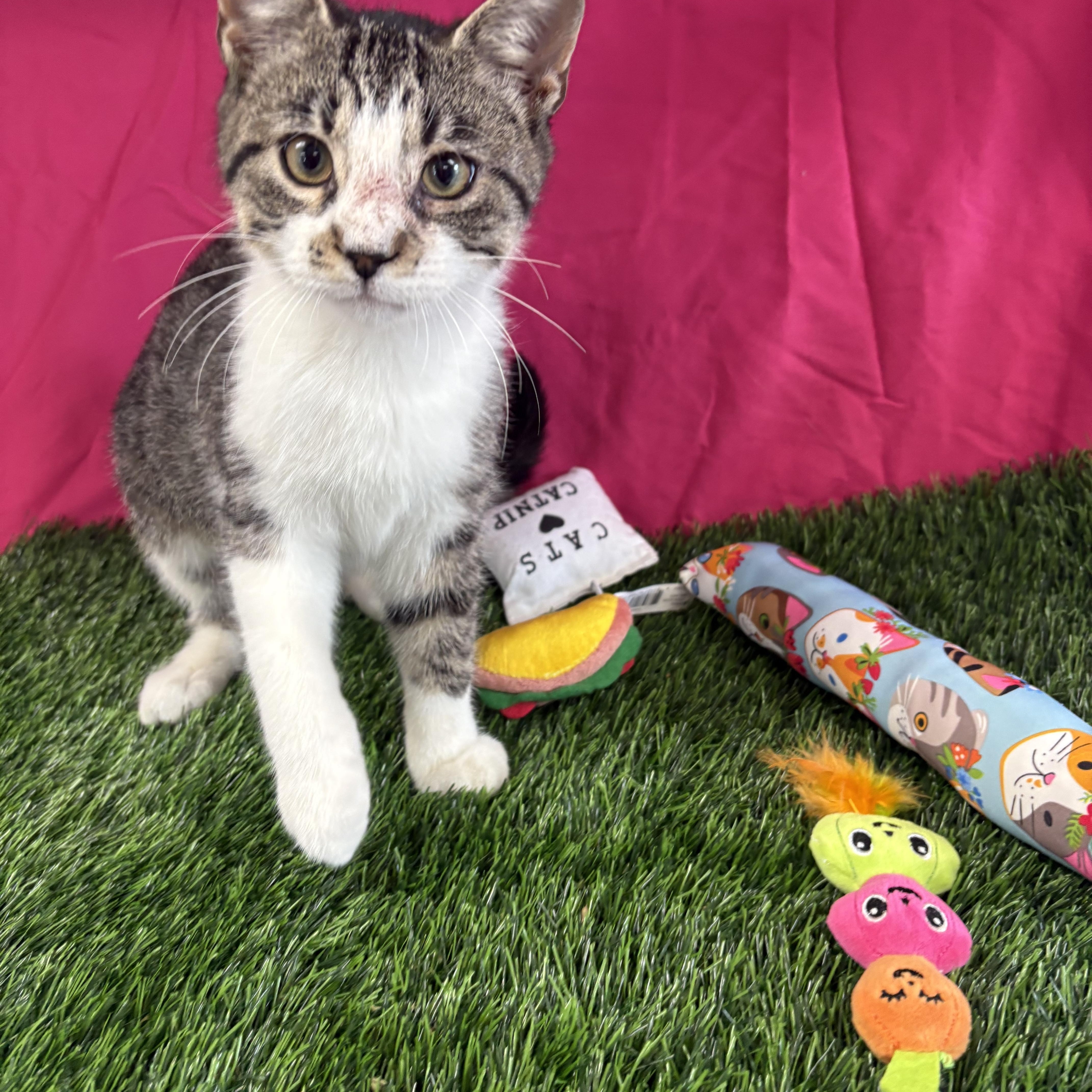 Enlarge Kevin, an adoptable Domestic Short Hair in Bardstown, KY image 3/4