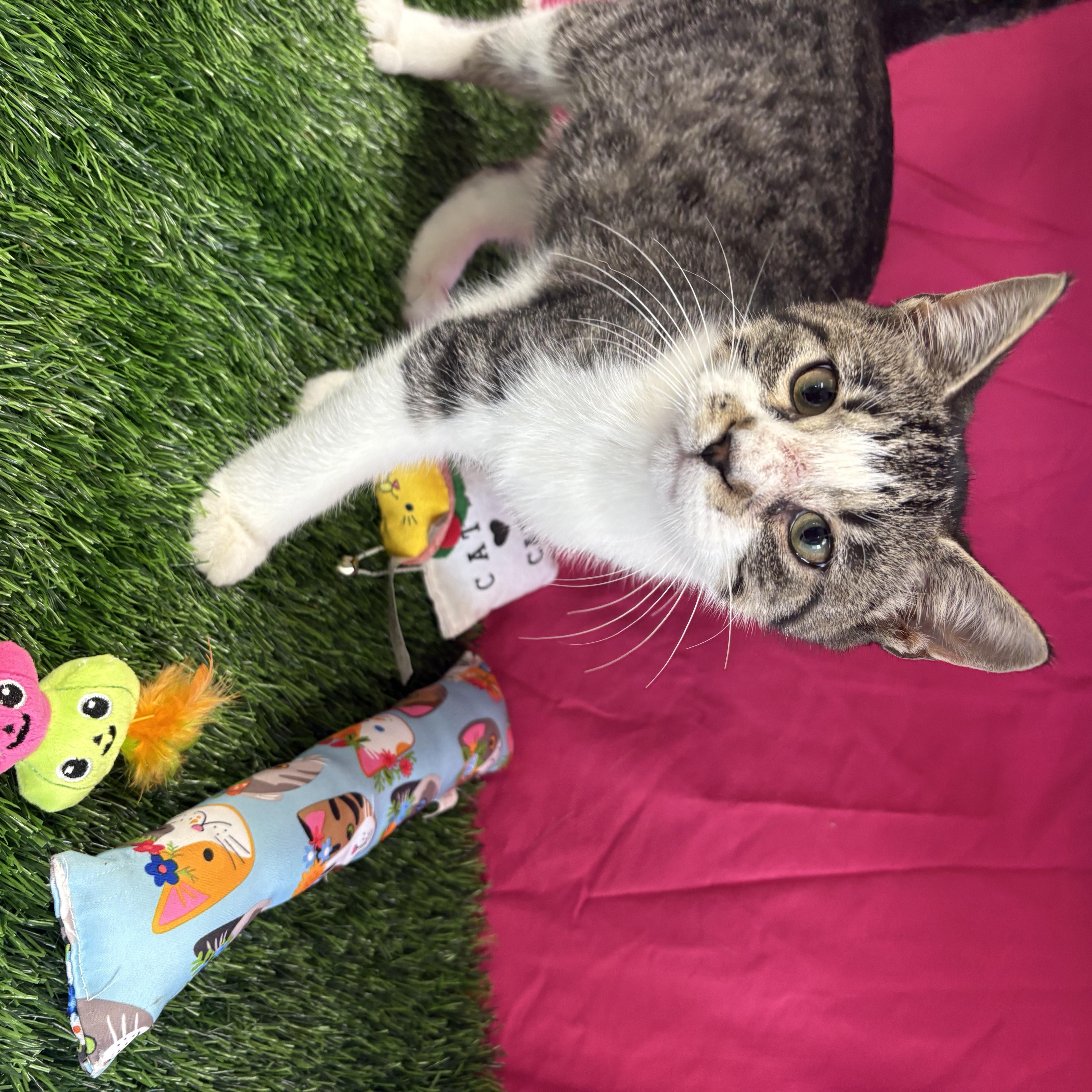 Enlarge Kevin, an adoptable Domestic Short Hair in Bardstown, KY image 2/4