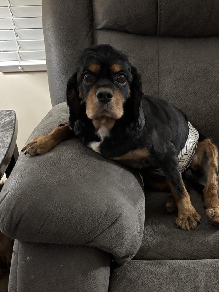 Enlarge Cavalier King Charles-Auggie, a Adoptable Cavalier King Charles Spaniel in Omaha, NE image 1/3