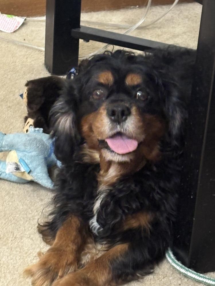 Cavalier King Charles-Auggie, Adoptable, Adult Male Cavalier King Charles Spaniel.