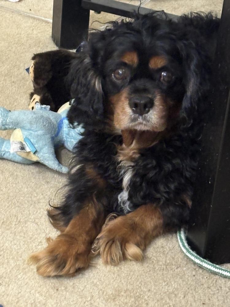 Cavalier King Charlesauggie thumbnail 2