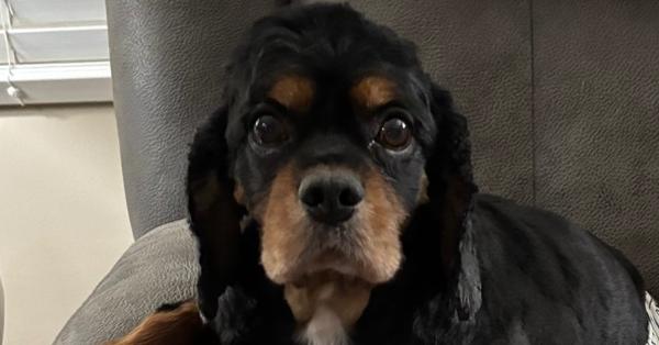 Enlarge Cavalier King Charles-Auggie, a Adoptable Cavalier King Charles Spaniel in Omaha, NE image 3/3