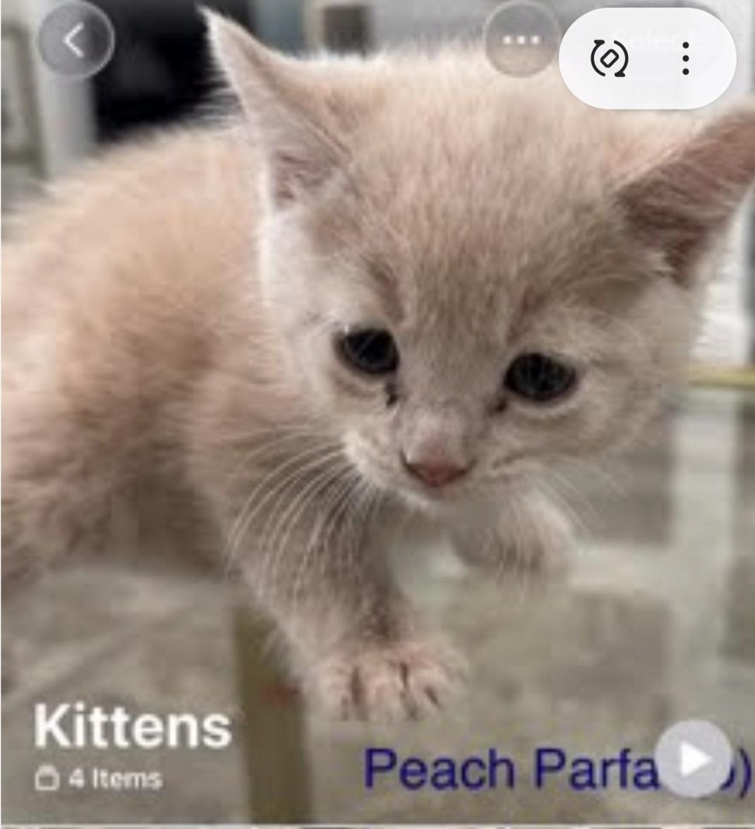 Parfait, a Adoptable mixed breed in Knoxville, TN image 1/3