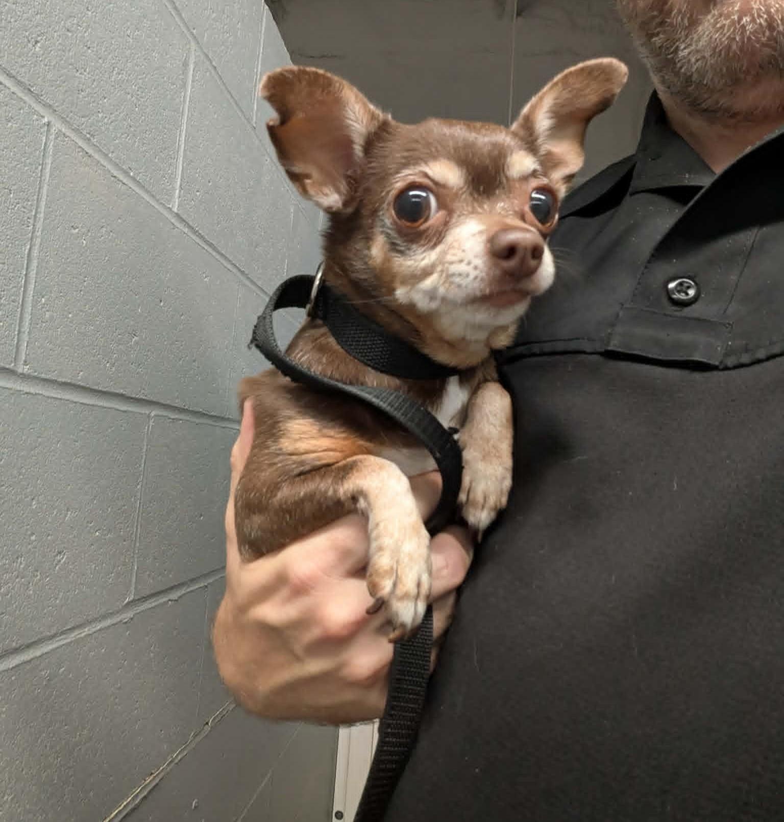 Dit, Adopted, Adult Female Chihuahua.