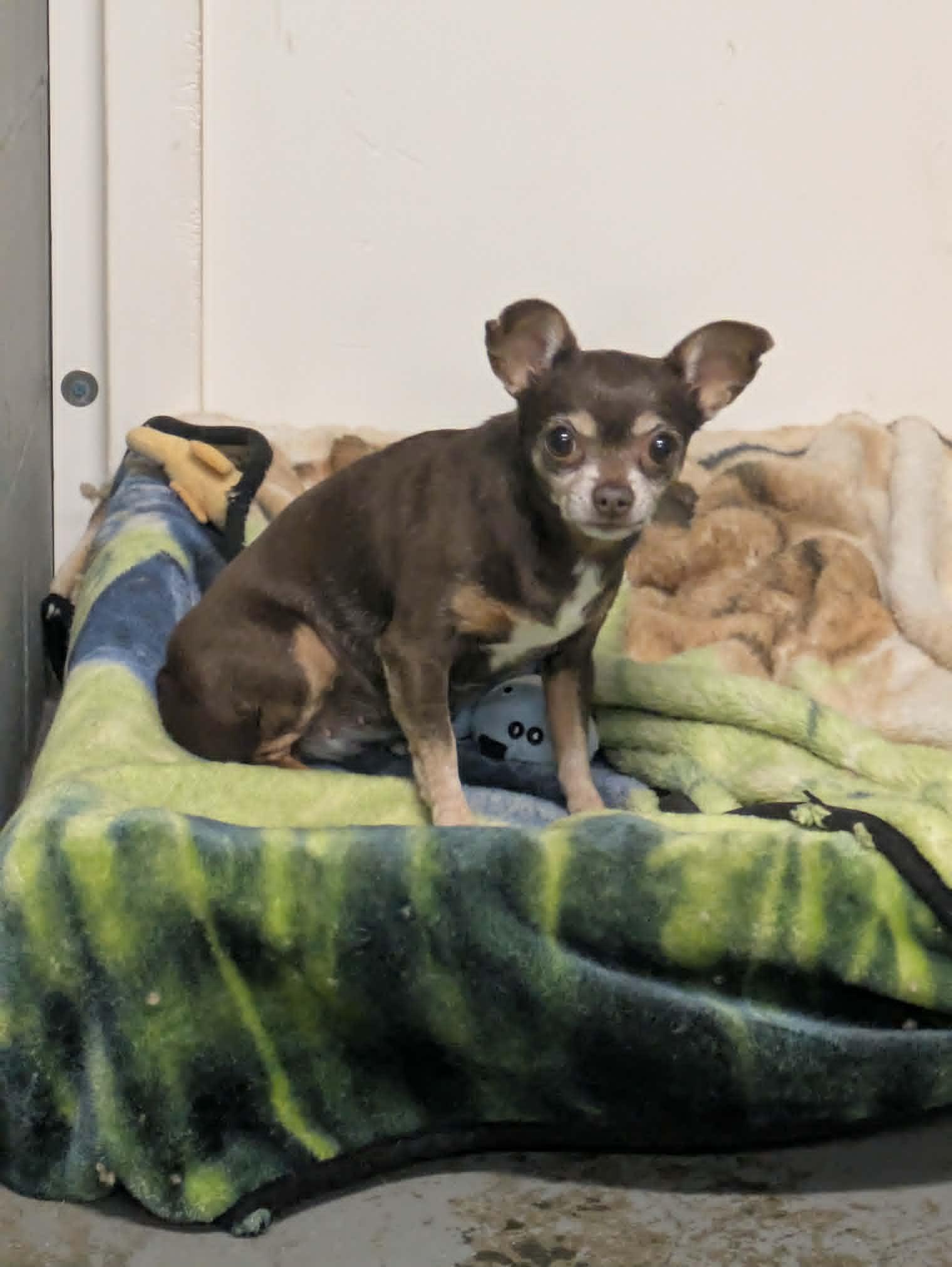 Enlarge Dit, a Adopted Chihuahua in Brockton, MA image 2/2