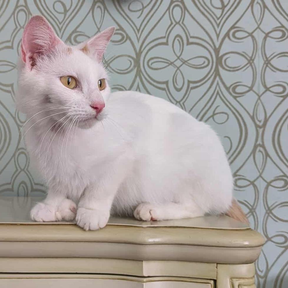 25-184 Faye, Adoptable, Young Female Extra-Toes Cat / Hemingway Polydactyl.