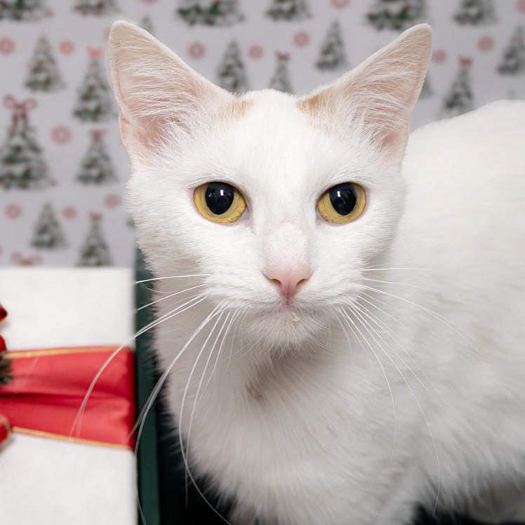 Enlarge 25-184 Faye, a Adoptable Extra-Toes Cat / Hemingway Polydactyl in North Branford, CT image 2/3