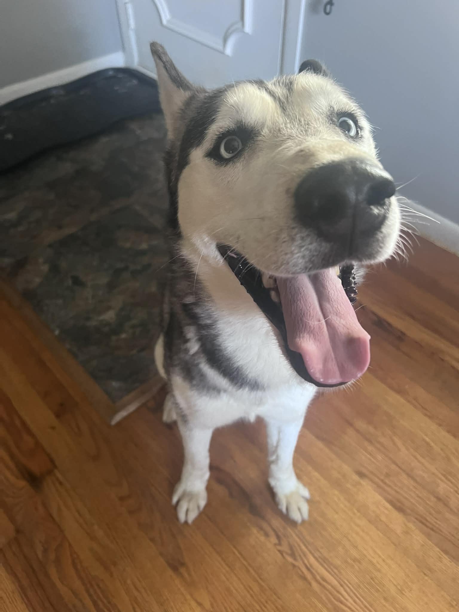 Enlarge Freeze, a Adoptable mixed breed in Saginaw, MI image 1/4