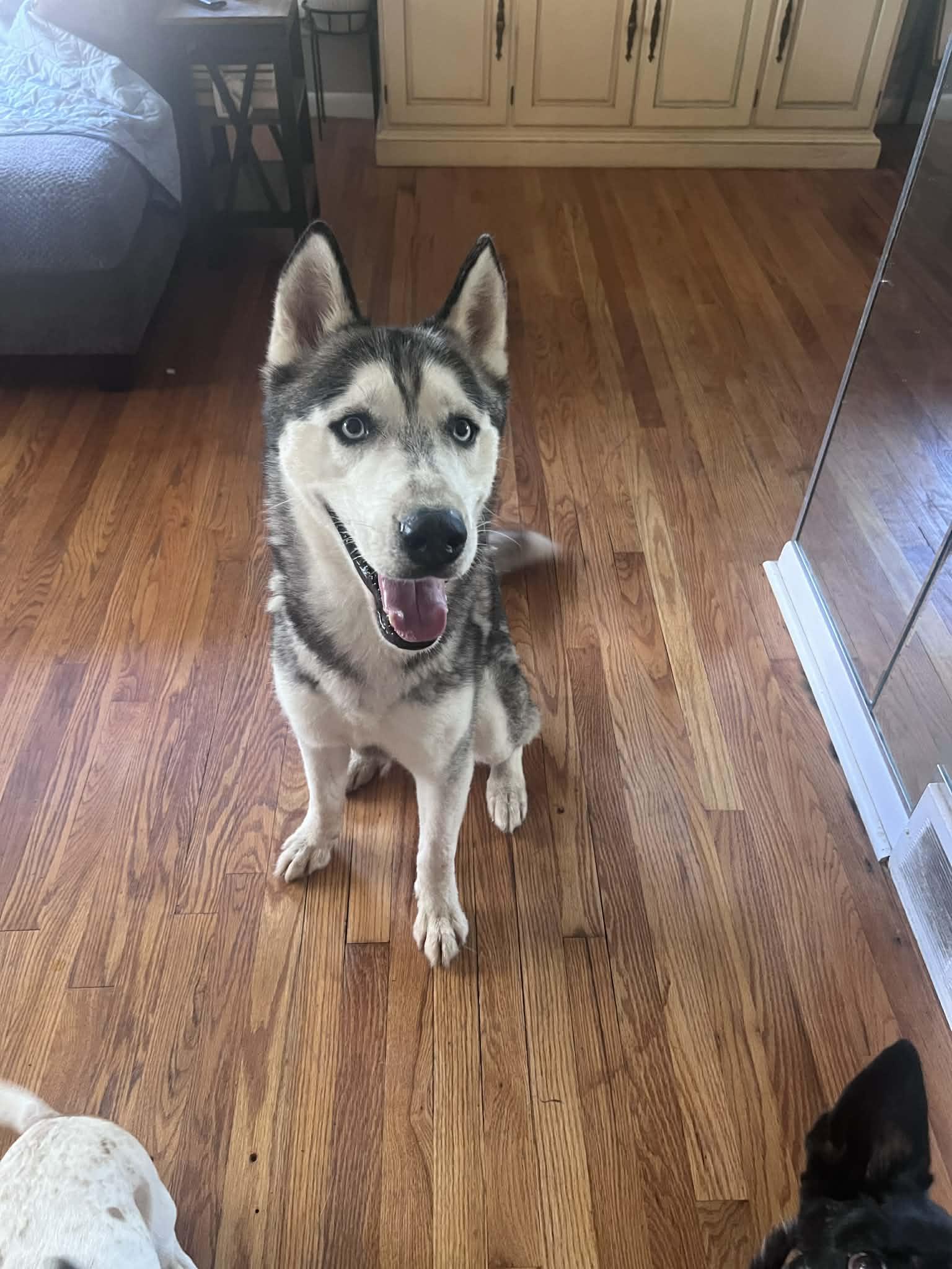 Enlarge Freeze, a Adoptable mixed breed in Saginaw, MI image 2/4