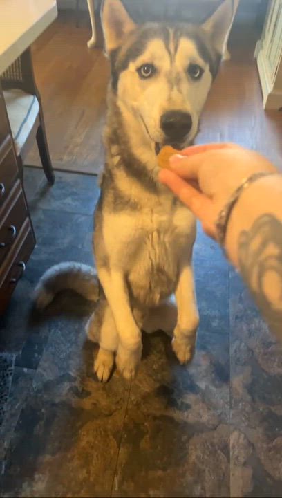 Enlarge Freeze, a Adoptable mixed breed in Saginaw, MI video 3/4