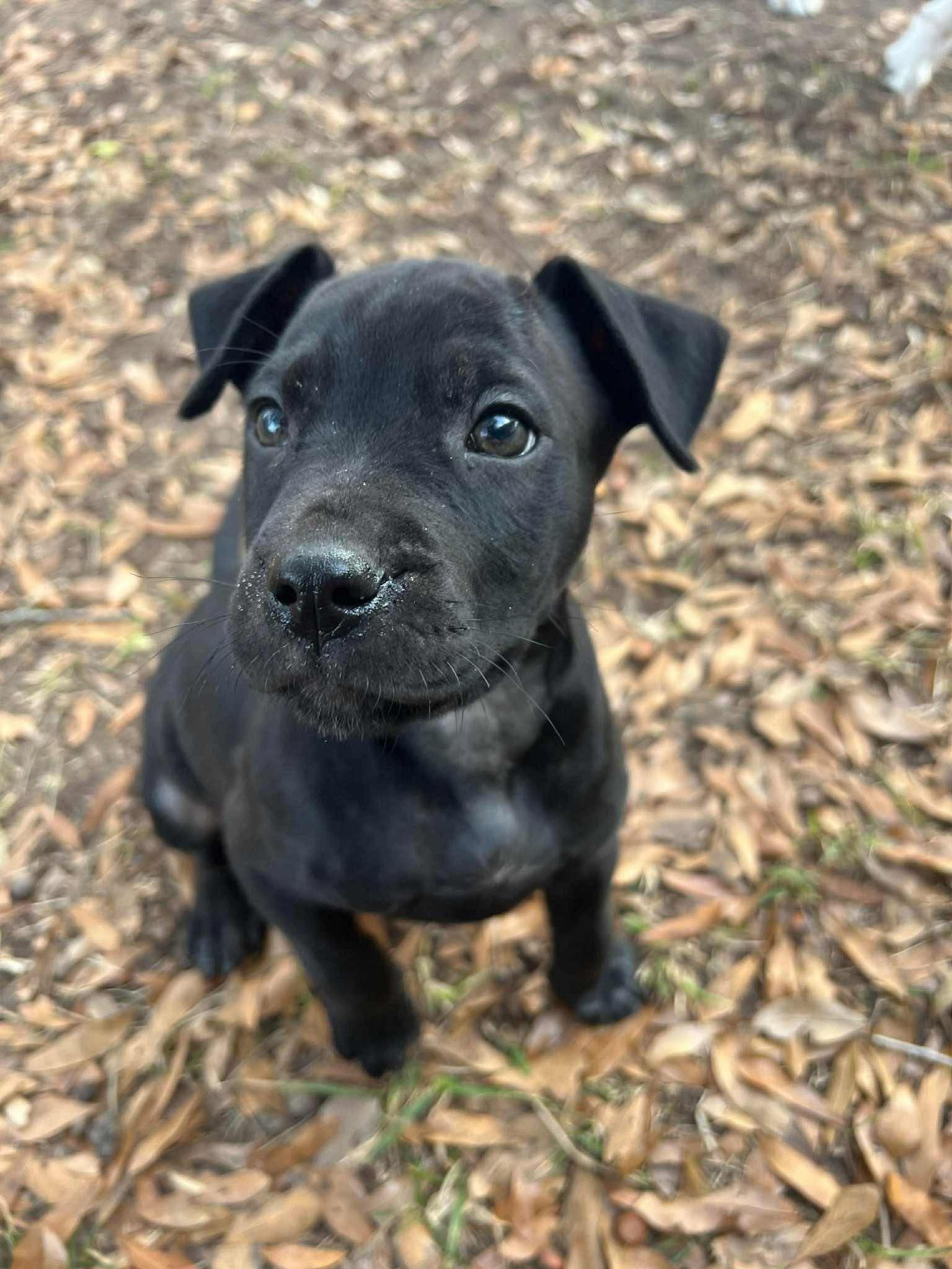 Honey, adopted, Puppy Female Pit Bull Terrier.