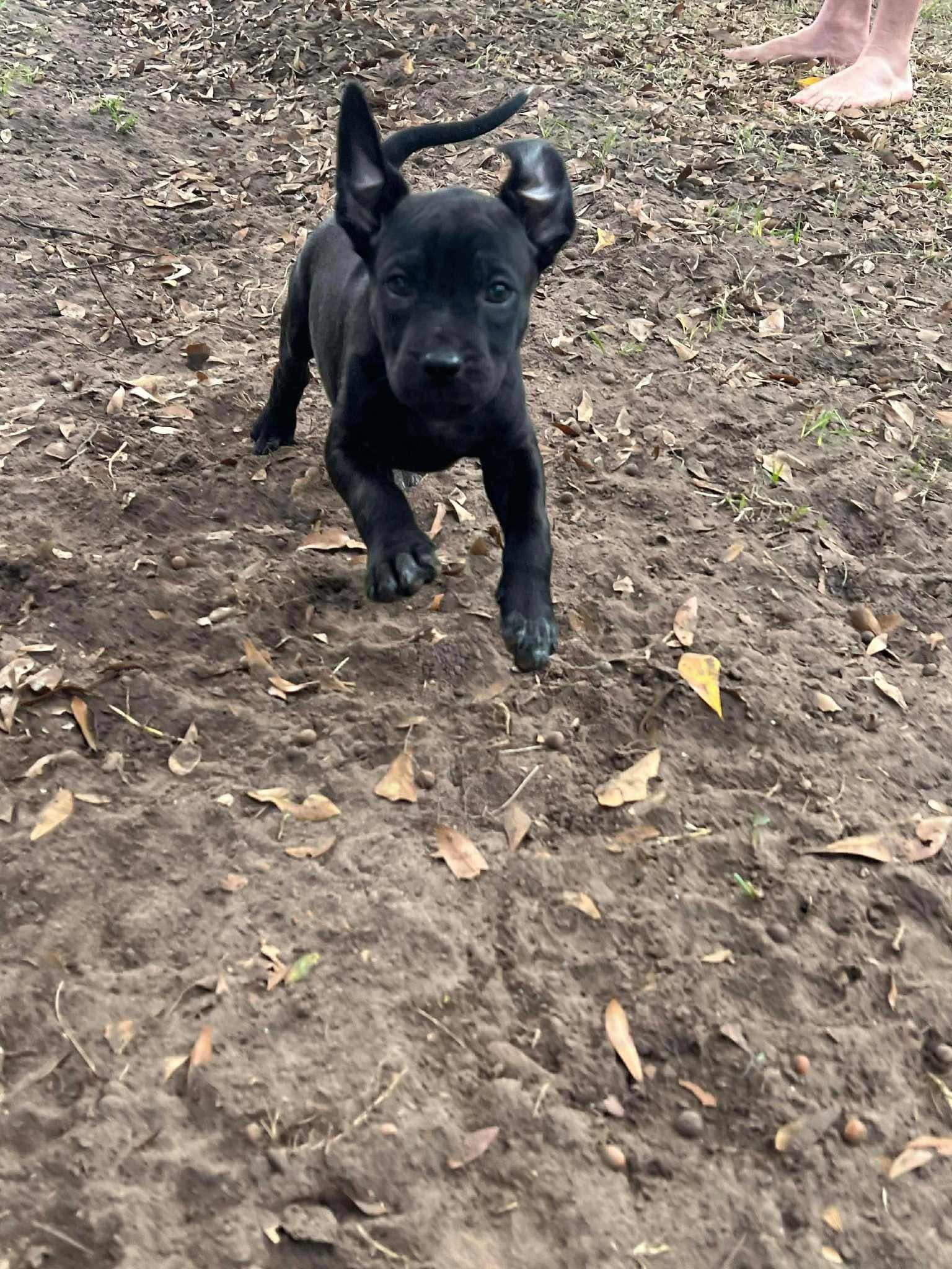 Enlarge Honey, an adopted mixed breed in Souderton, PA image 5/6