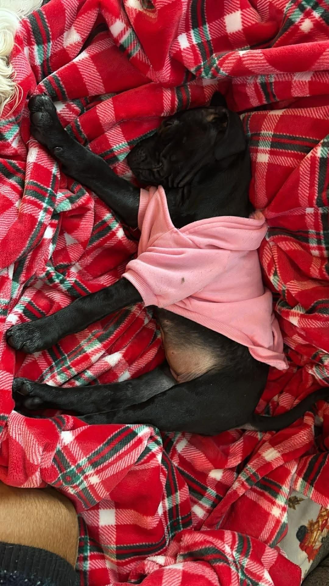 Enlarge Honey, an adopted mixed breed in Souderton, PA image 3/6