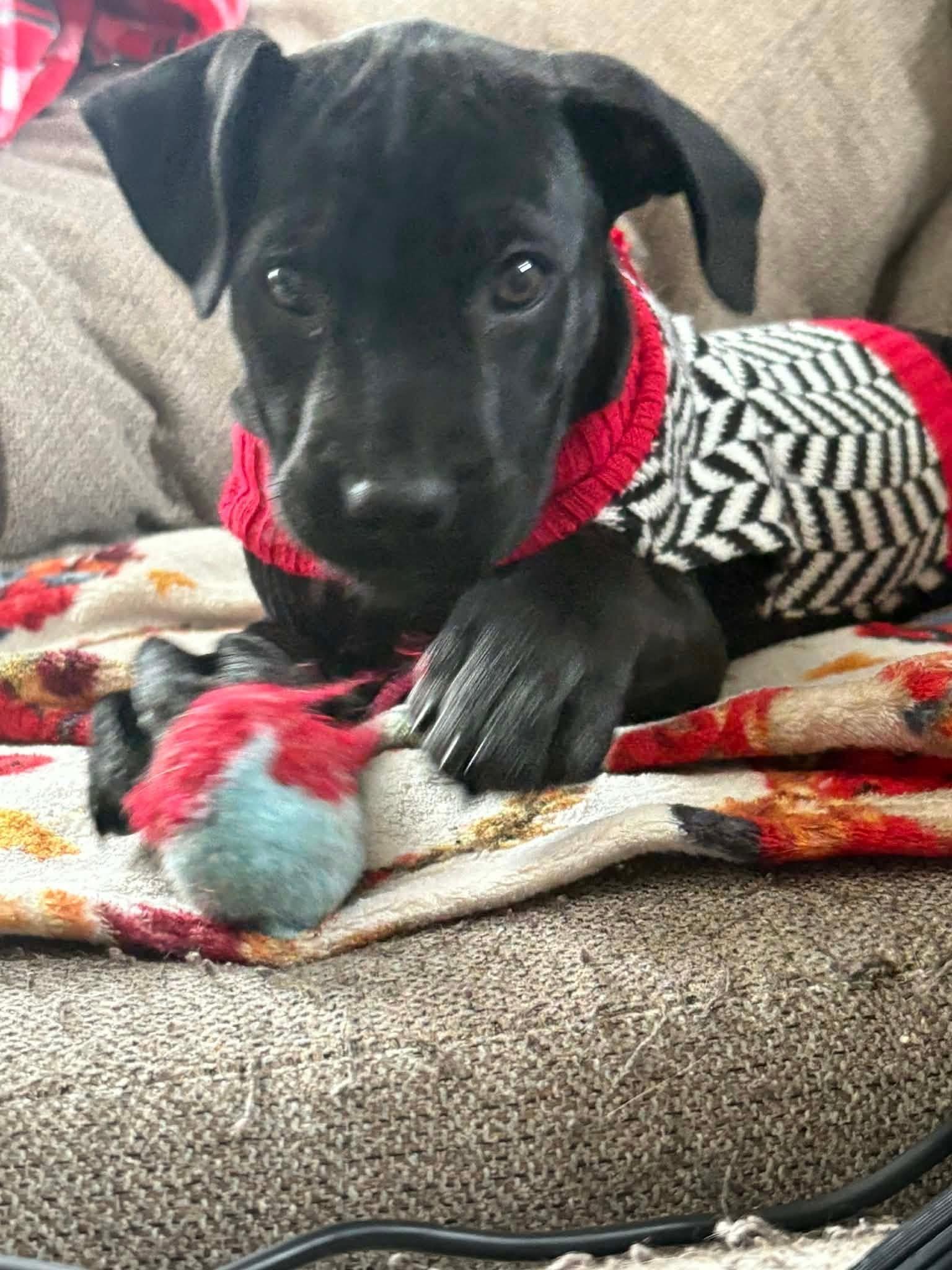 Enlarge Honey, an adopted mixed breed in Souderton, PA image 2/6