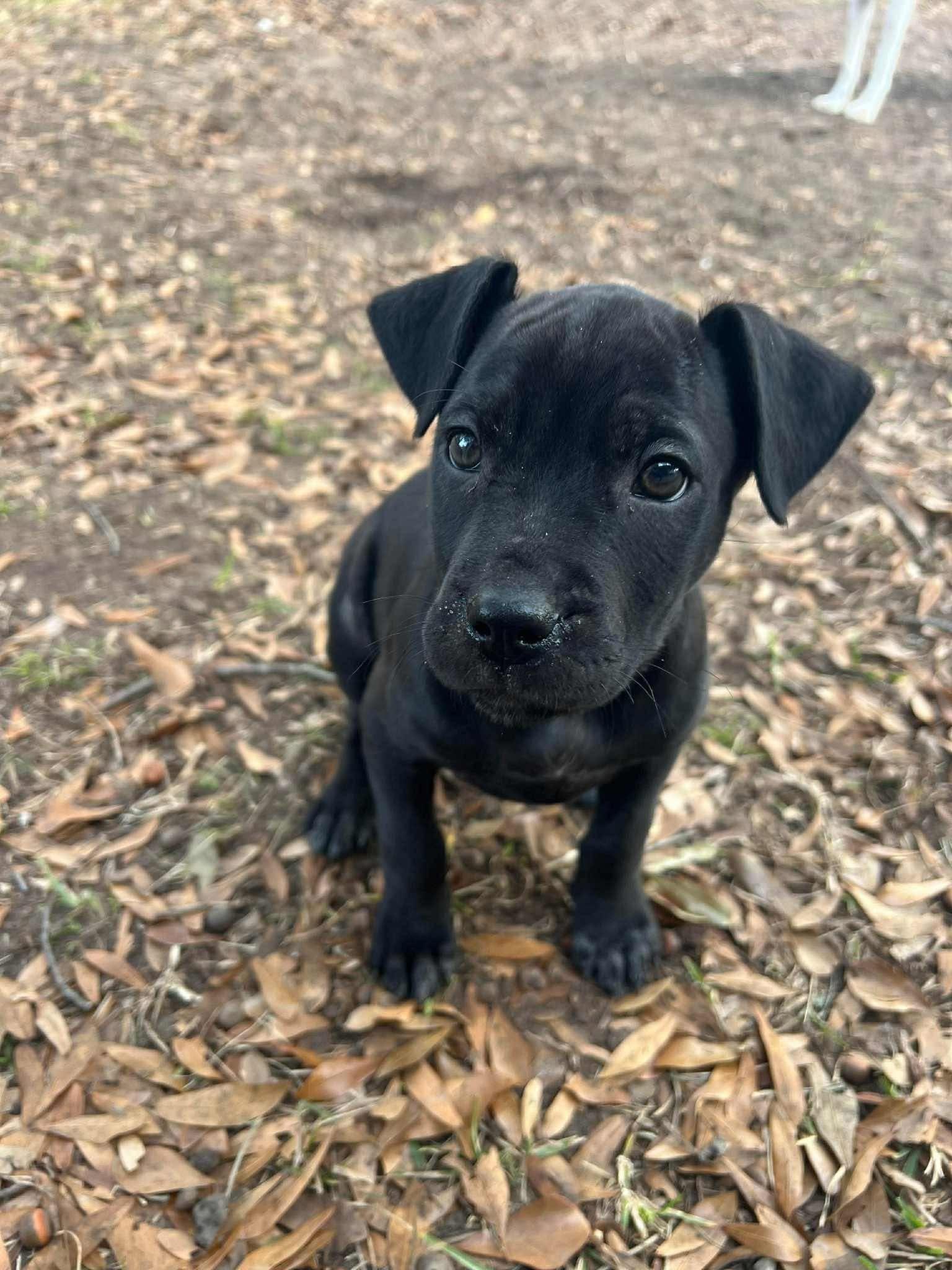 Enlarge Honey, an adopted mixed breed in Souderton, PA image 4/6