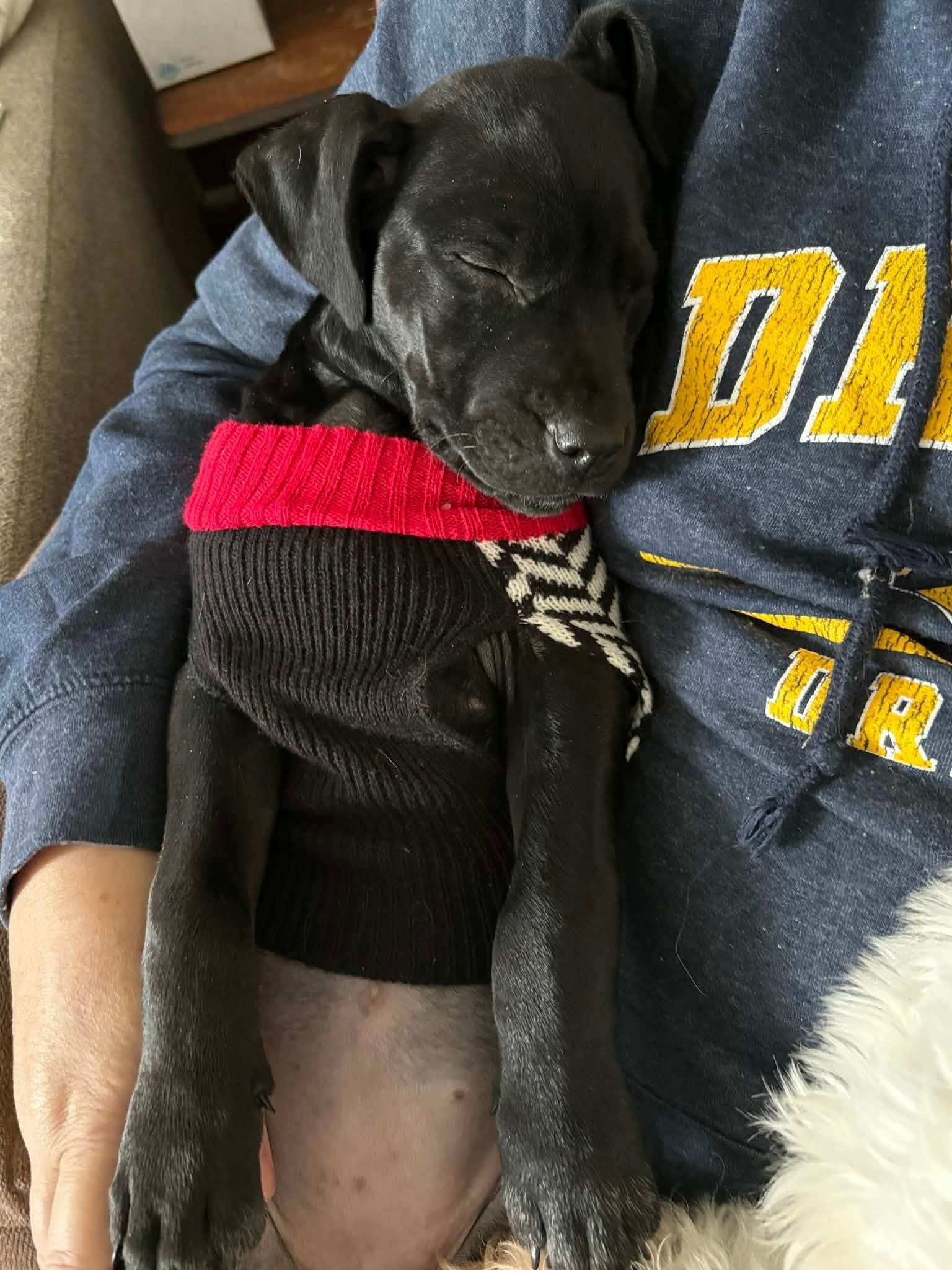 Enlarge Honey, an adopted mixed breed in Souderton, PA image 6/6