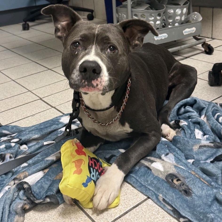 Gladiator, Adoptable, Adult Male Mixed Breed.